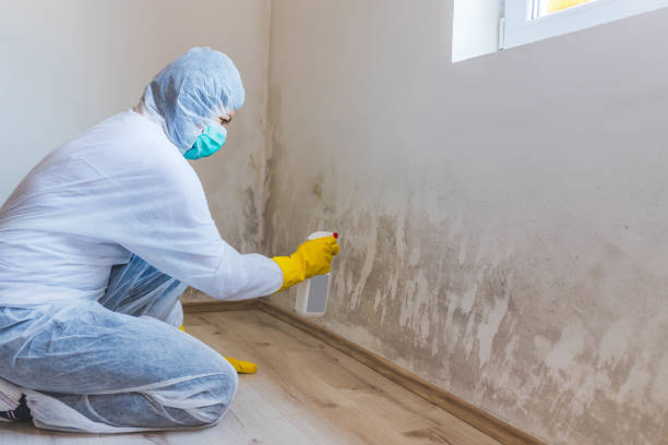 Mold Remediation specialist working in Harrison
