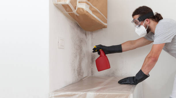 Basement Mold Remediation treatment on basement walls in Harrison