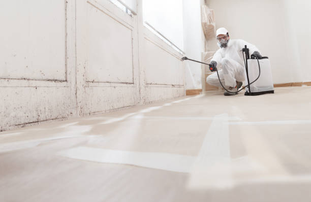 Black mold remediation team in Harrison