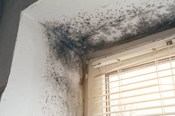 Mold Removal service in Harrison